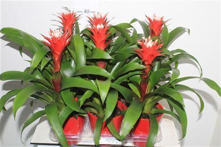 Горшечные цветы и растения оптом Guzm Hope In Keramiek от 6шт из Голландии с доставкой по России