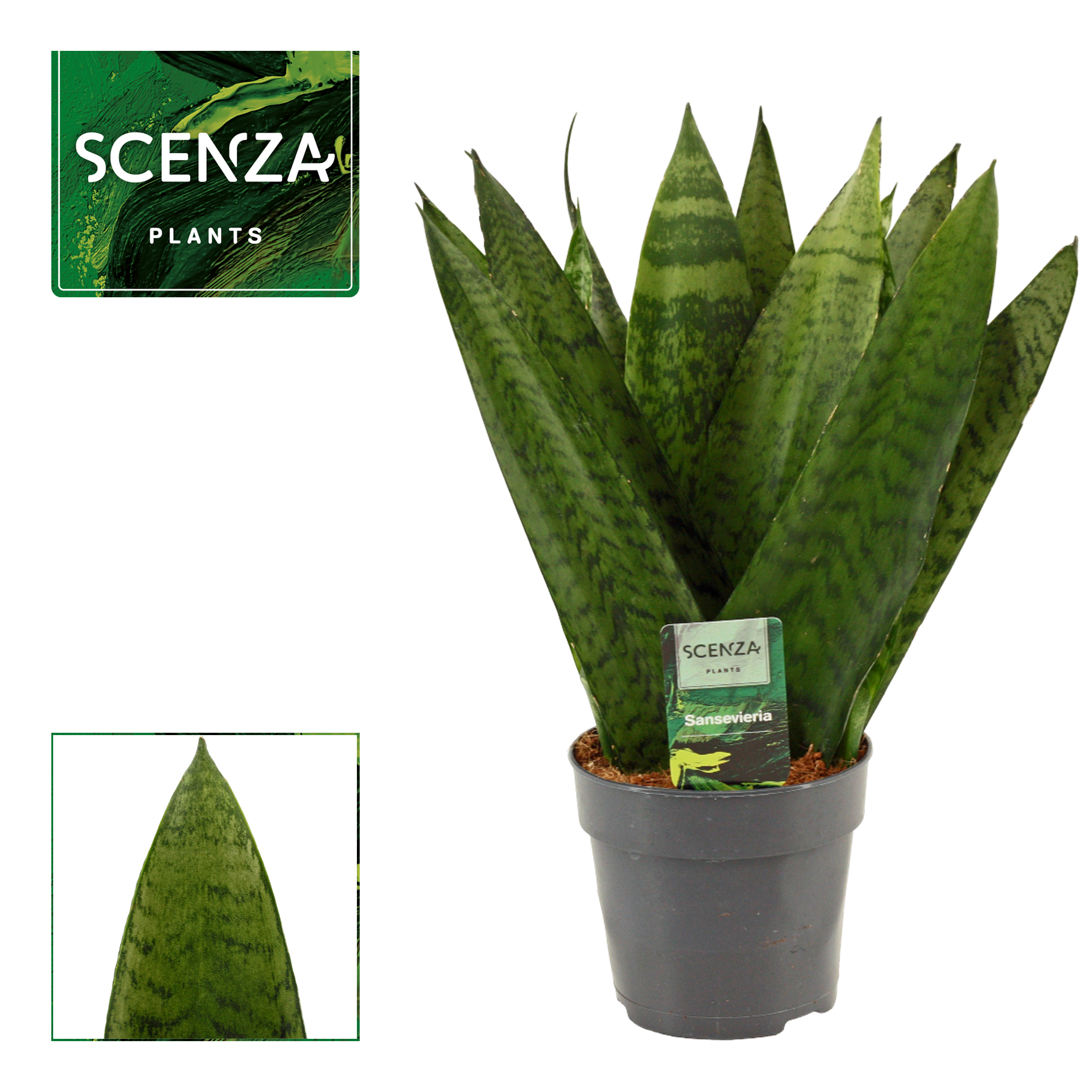 Горшечные цветы и растения оптом Sansevieria Zeylanica Fan от 10шт из Голландии с доставкой по России