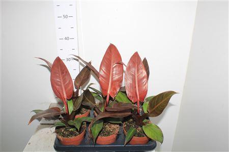 Горшечные цветы и растения оптом Phil Mccolleys Finale от 6шт из Голландии с доставкой по России Горшечные цветы и растения оптом Phil Mccolleys Finale от 6шт из Голландии с доставкой по России