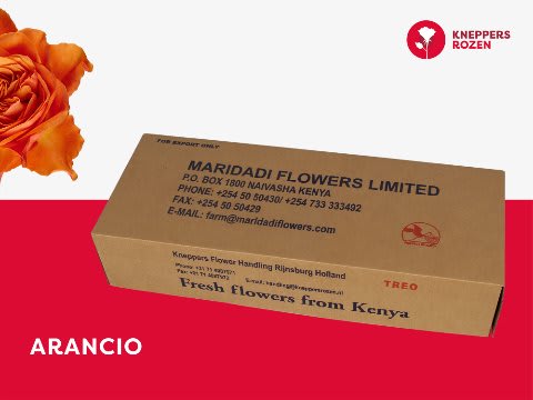 Срезанные цветы оптом Rosa large arancio от 500шт из Голландии с доставкой по России