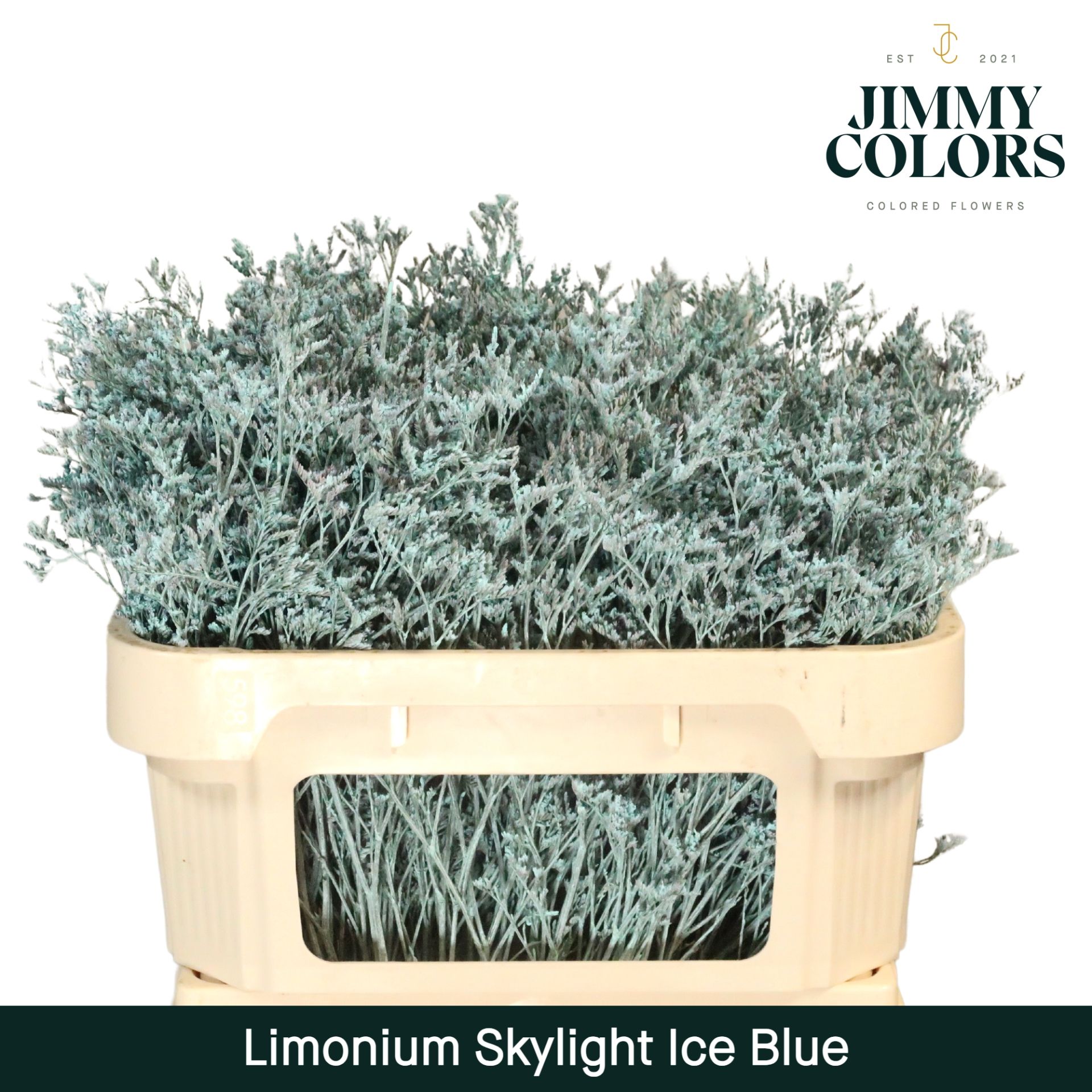 Срезанные цветы оптом Limonium paint ice blue от 50шт из Голландии с доставкой по России