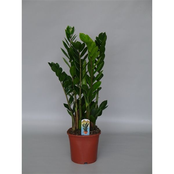 Горшечные цветы и растения оптом Zamioculcas Compact, 5+ от 6шт из Голландии с доставкой по России