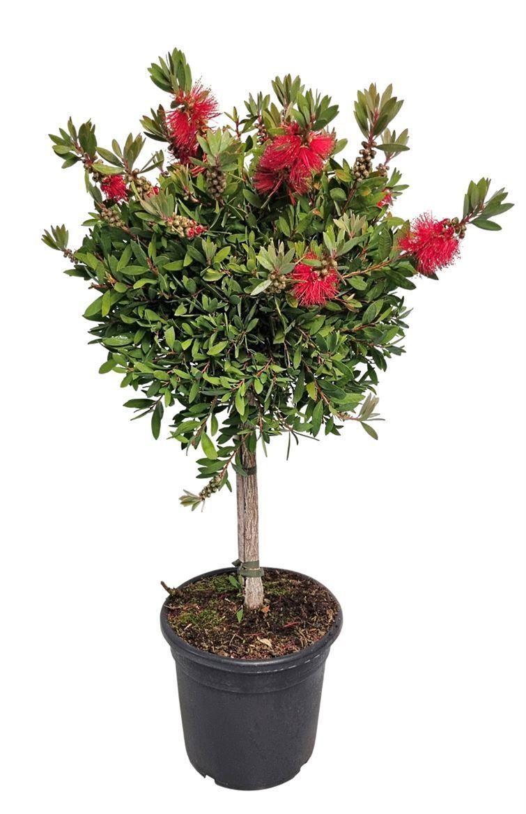 Горшечные цветы и растения оптом Callistemon Citrinus от 1шт из Голландии с доставкой по России