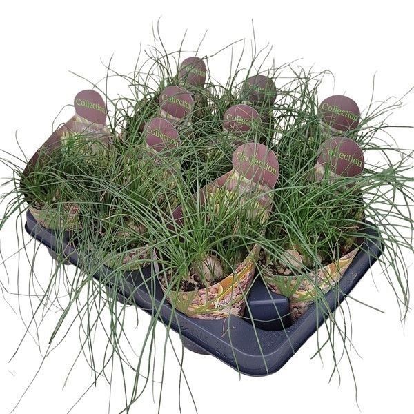 Горшечные цветы и растения оптом Albuca Humilis Potcover от 9шт из Голландии с доставкой по России