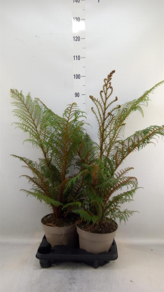 Горшечные цветы и растения оптом Cyathea Tomentosissima от 2шт из Голландии с доставкой по России