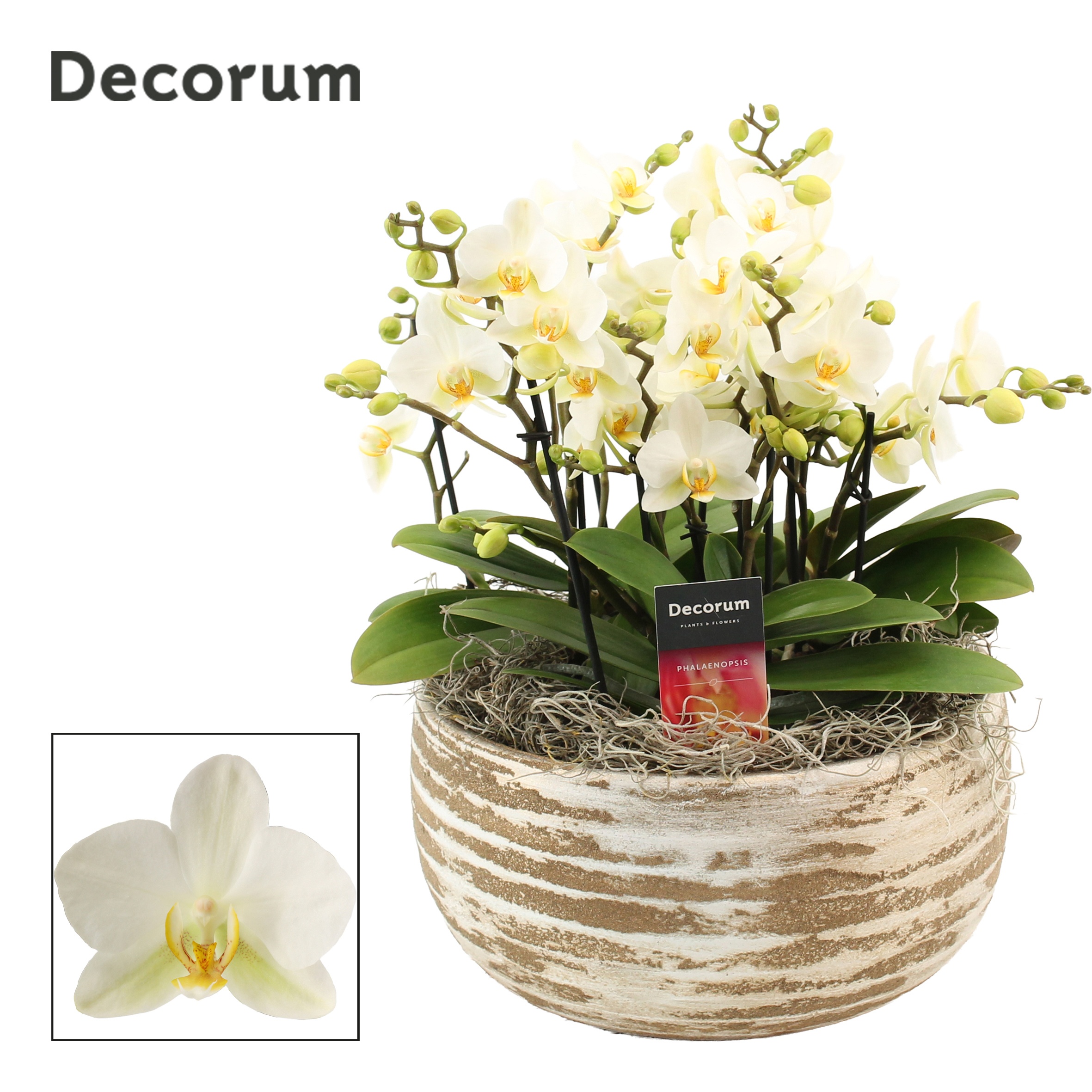 Горшечные цветы и растения оптом Phal Mf An Lausanne от 1шт' из Голландии с доставкой по России