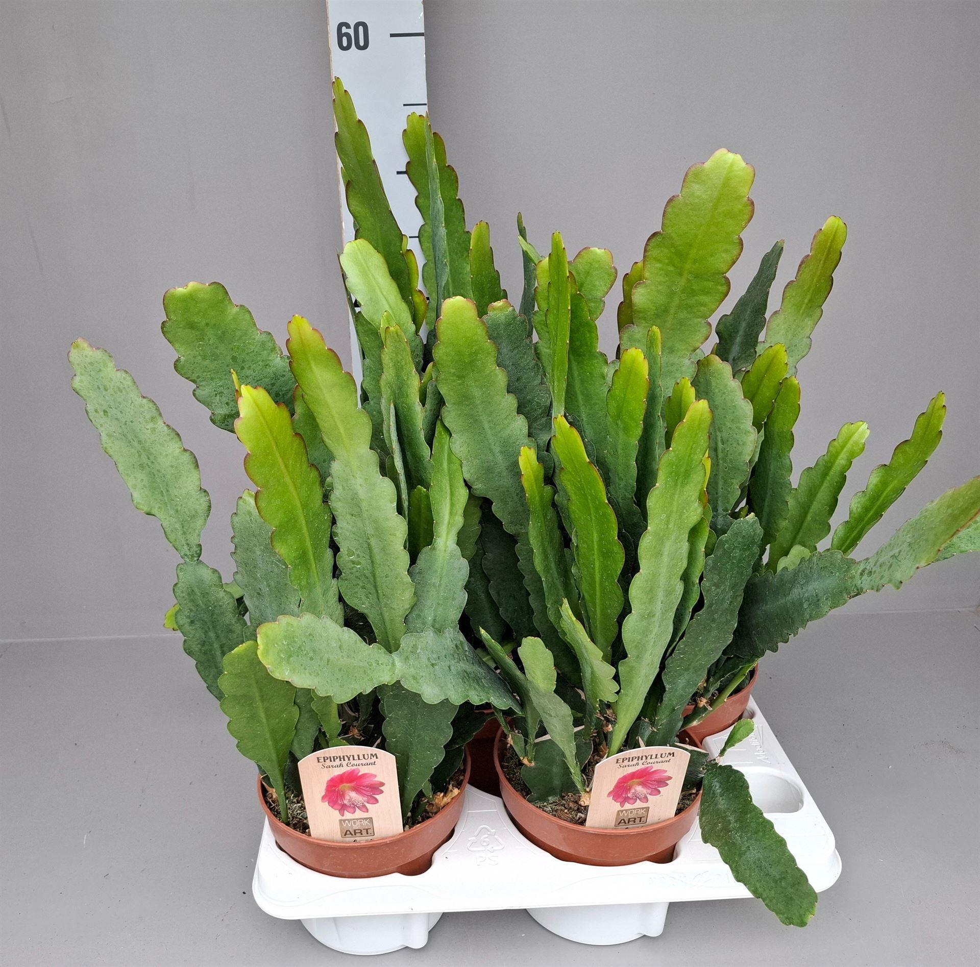 Горшечные цветы и растения оптом Epiphyllum Anguliger от 4шт из Голландии с доставкой по России