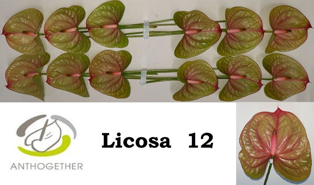 Срезанные цветы оптом Anthurium licosa 312 от 12шт. из Голландии с доставкой по России