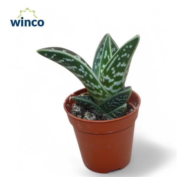 Горшечные цветы и растения оптом Aloe Variegata от 20шт (для телеги) из Голландии с доставкой по России