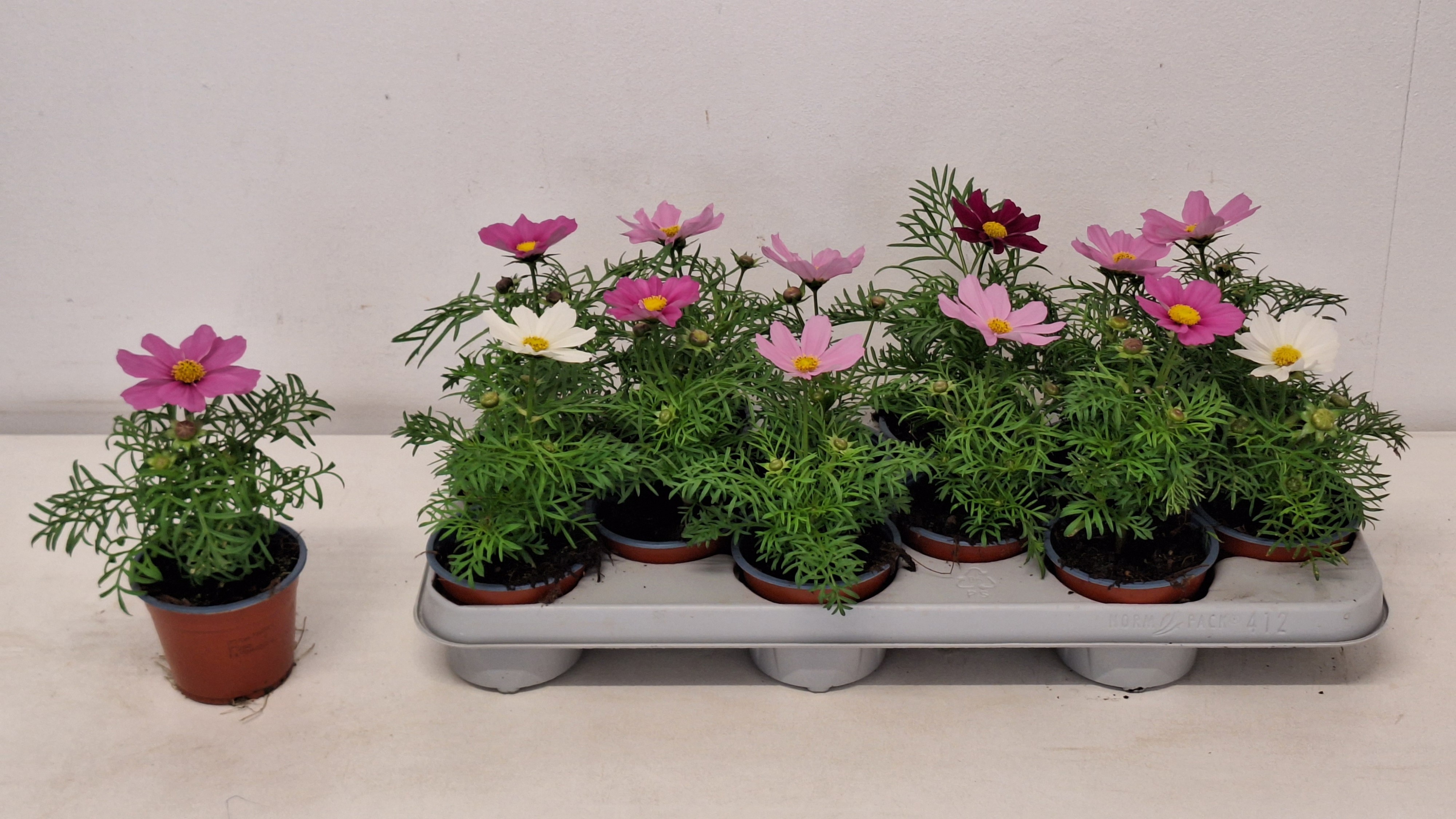 Горшечные цветы и растения оптом Cosm Bipinnatus от 12шт из Голландии с доставкой по России