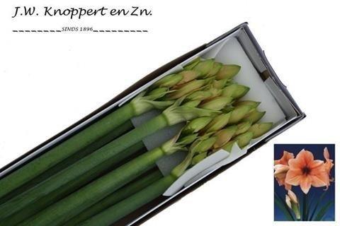 Срезанные цветы оптом Hippeastrum rilona от 12шт из Голландии с доставкой по России