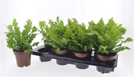 Горшечные цветы и растения оптом Asplenium Crispy Wave от 8шт из Голландии с доставкой по России