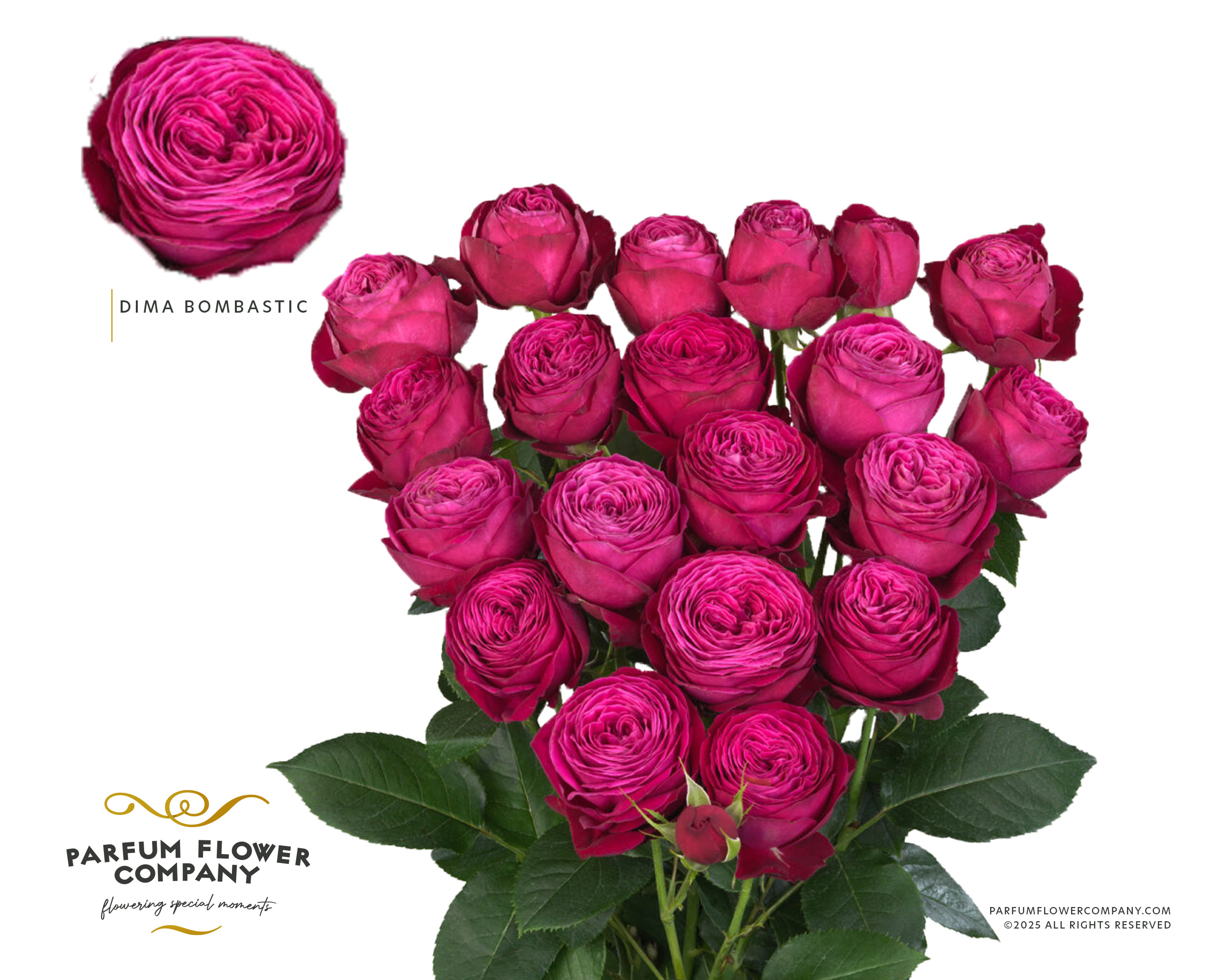 Срезанные цветы оптом Rosa spray dima bombastic от 12шт. из Голландии с доставкой по России