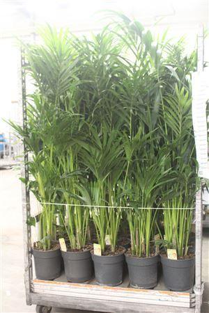 Горшечные цветы и растения оптом Howea Forsteriana ** 6 Stek X L ** от 1шт из Голландии с доставкой по России