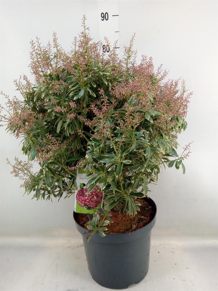 Горшечные цветы и растения оптом Pieris   ... от 1шт из Голландии с доставкой по России