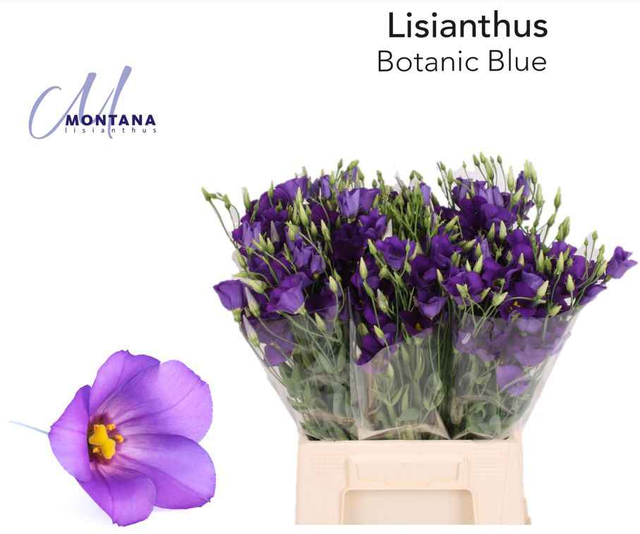 Срезанные цветы оптом Lisianthus si botanic blue от 50шт из Голландии с доставкой по России