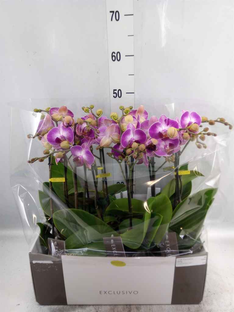 Горшечные цветы и растения оптом Phalaenopsis Multi.   ...yellow от 6шт из Голландии с доставкой по России