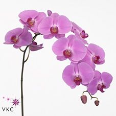 Срезанные цветы оптом Phalaenopsis happy valentina (per flower) от 25шт из Голландии с доставкой по России