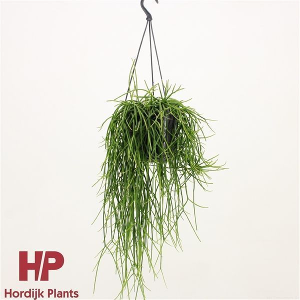 Горшечные цветы и растения оптом Rhipsalis Baccifera Shaferi Hanging Pot от 7шт из Голландии с доставкой по России