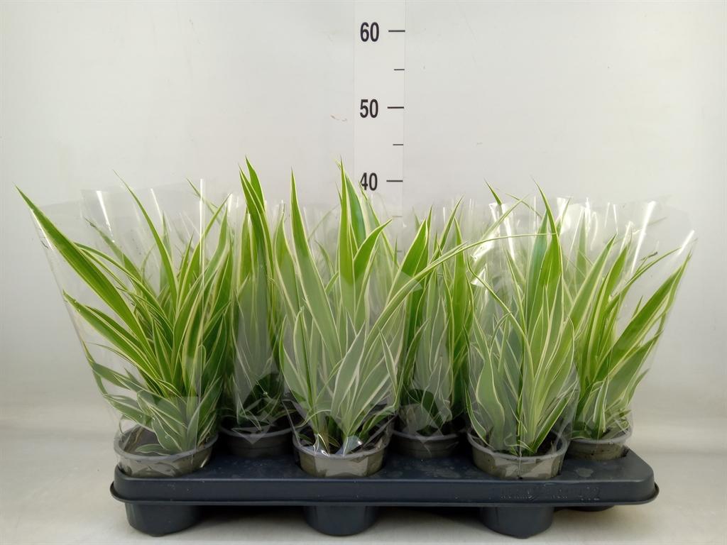 Горшечные цветы и растения оптом Chlorophytum Com. от 12шт из Голландии с доставкой по России