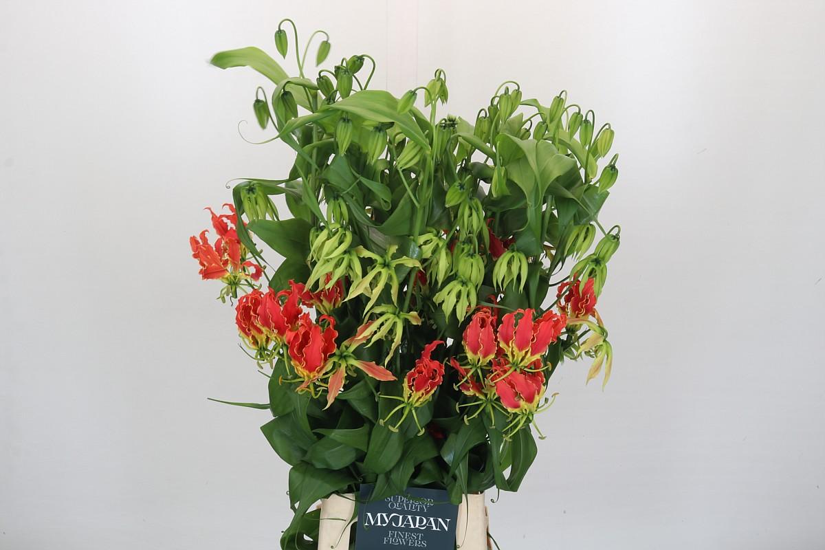 Срезанные цветы оптом Gloriosa southern wind от 20шт из Голландии с доставкой по России