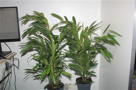 Горшечные цветы и растения оптом Fic Bin Amstel King от 1шт из Голландии с доставкой по России