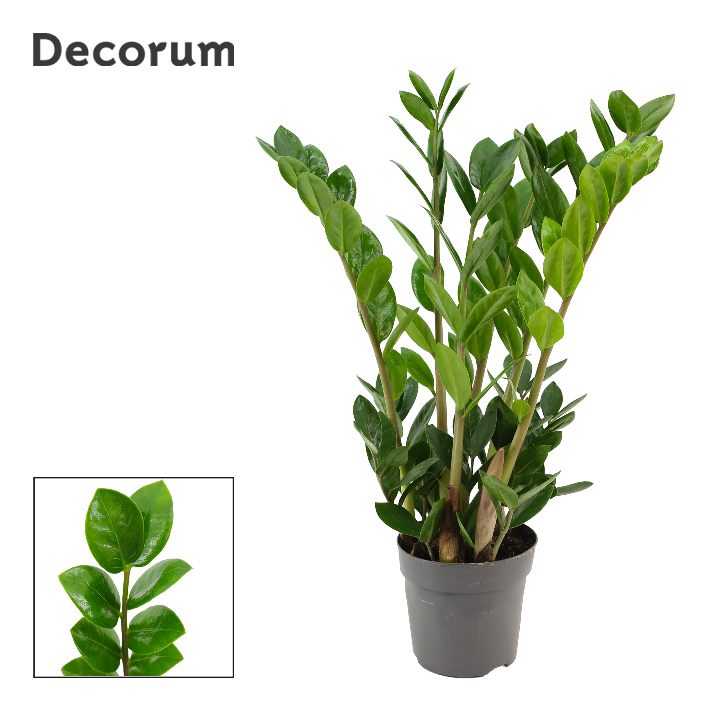 Горшечные цветы и растения оптом Zamioculcas Lima 4+ от 11шт из Голландии с доставкой по России Горшечные цветы и растения оптом Zamioculcas Lima 4+ от 11шт из Голландии с доставкой по России