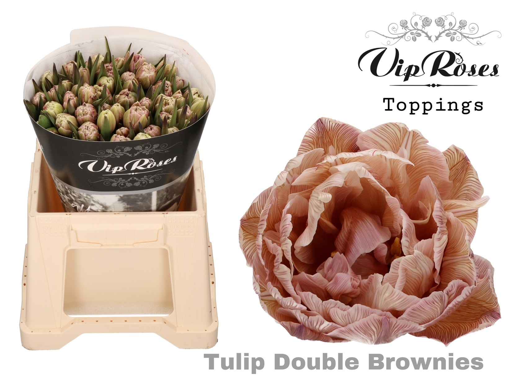 Срезанные цветы оптом Tulipa do paint brownies от 50шт из Голландии с доставкой по России