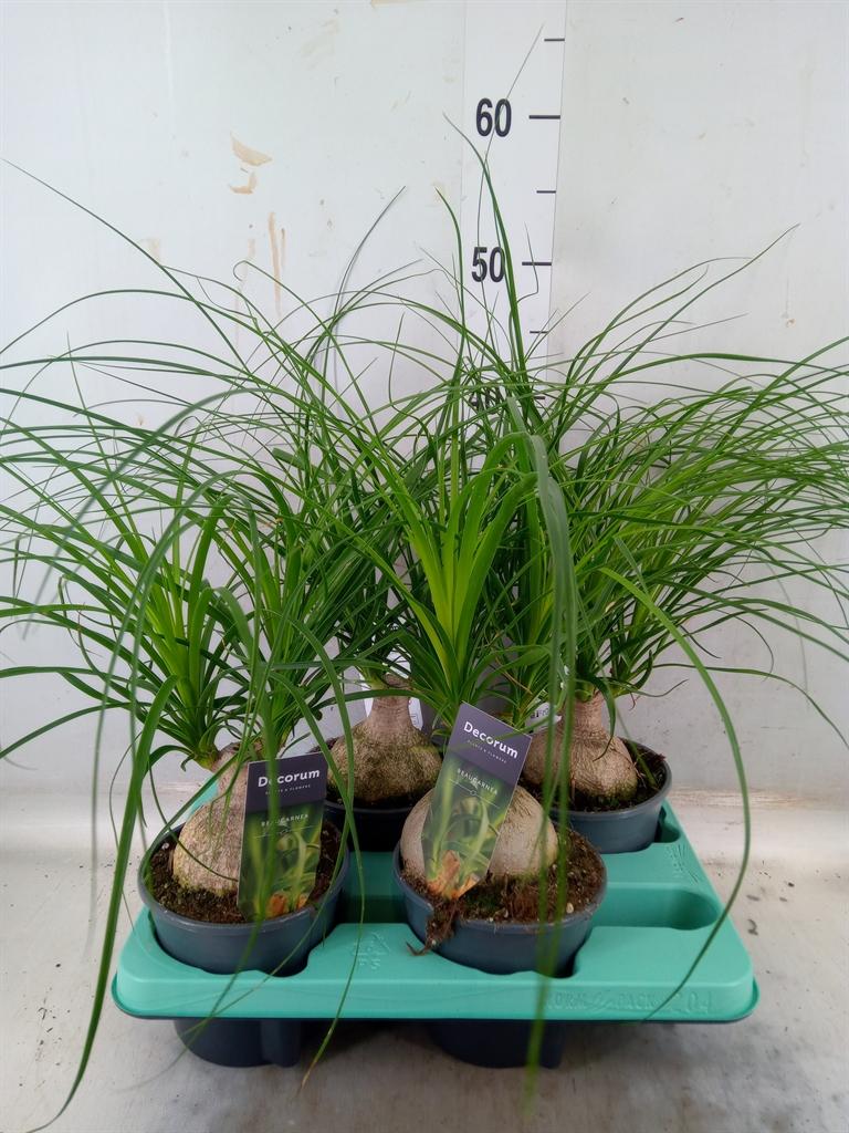 Горшечные цветы и растения оптом Beaucarnea Recurvata от 4шт из Голландии с доставкой по России