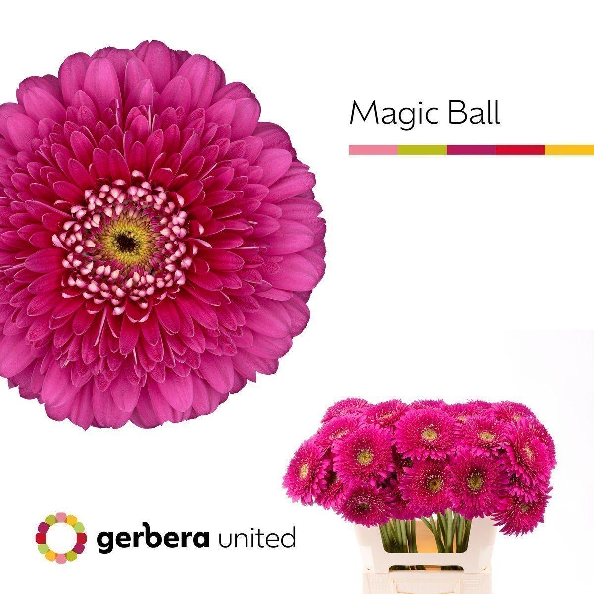 Срезанные цветы оптом Gerbera magic ball от 40шт из Голландии с доставкой по России