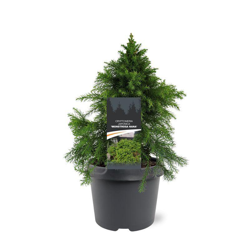 Горшечные цветы и растения оптом Cryptomeria Jap Monstrosa Nana от 1шт из Голландии с доставкой по России