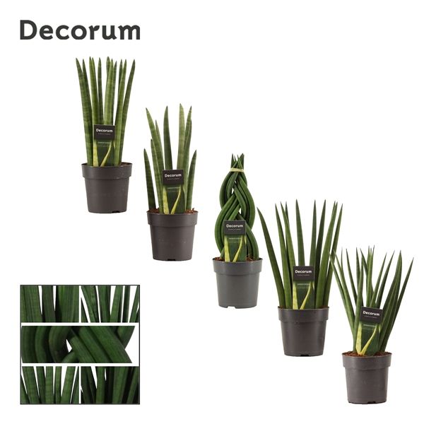 Горшечные цветы и растения оптом Sansevieria Cylindrica Mix (decorum) от 10шт из Голландии с доставкой по России