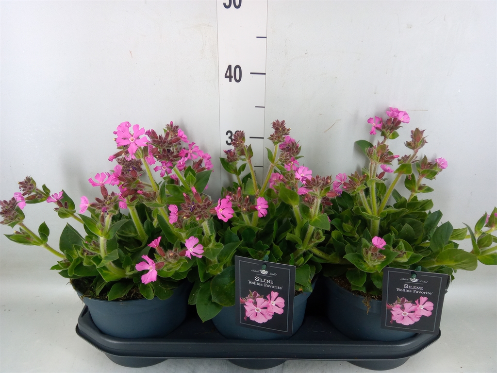 Горшечные цветы и растения оптом Silene   ... от 3шт из Голландии с доставкой по России