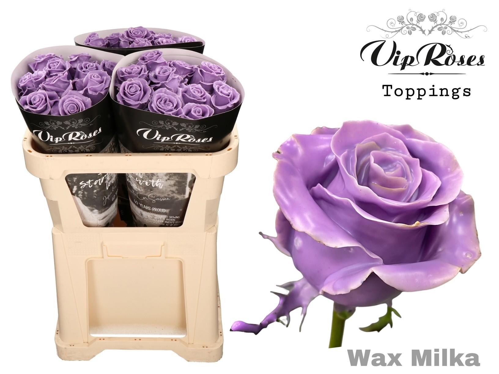 Срезанные цветы оптом Rosa large wax milka от 30шт из Голландии с доставкой по России