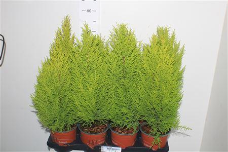 Горшечные цветы и растения оптом Cupr Ma Goldc Wilma от 8шт из Голландии с доставкой по России