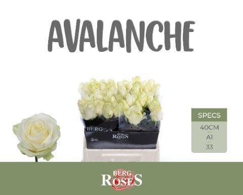 Срезанные цветы оптом Rosa large avalanche+ от 40шт из Голландии с доставкой по России