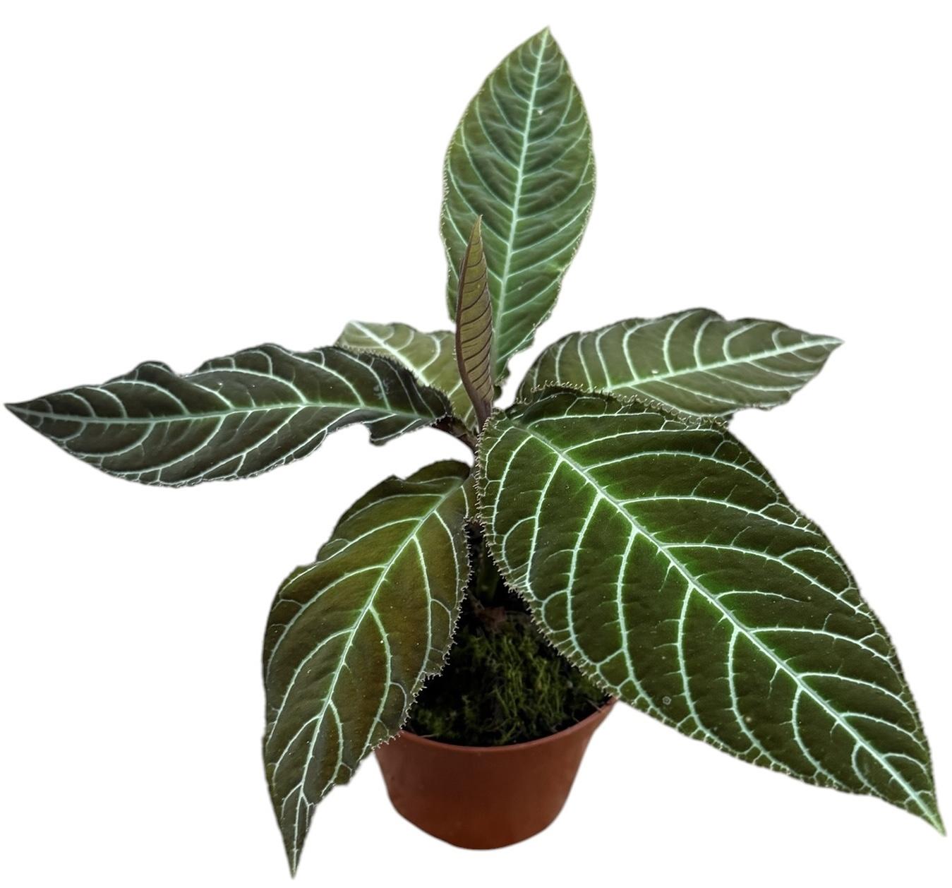 Горшечные цветы и растения оптом Labisia Gigantifolia от 1шт (для телеги) из Голландии с доставкой по России
