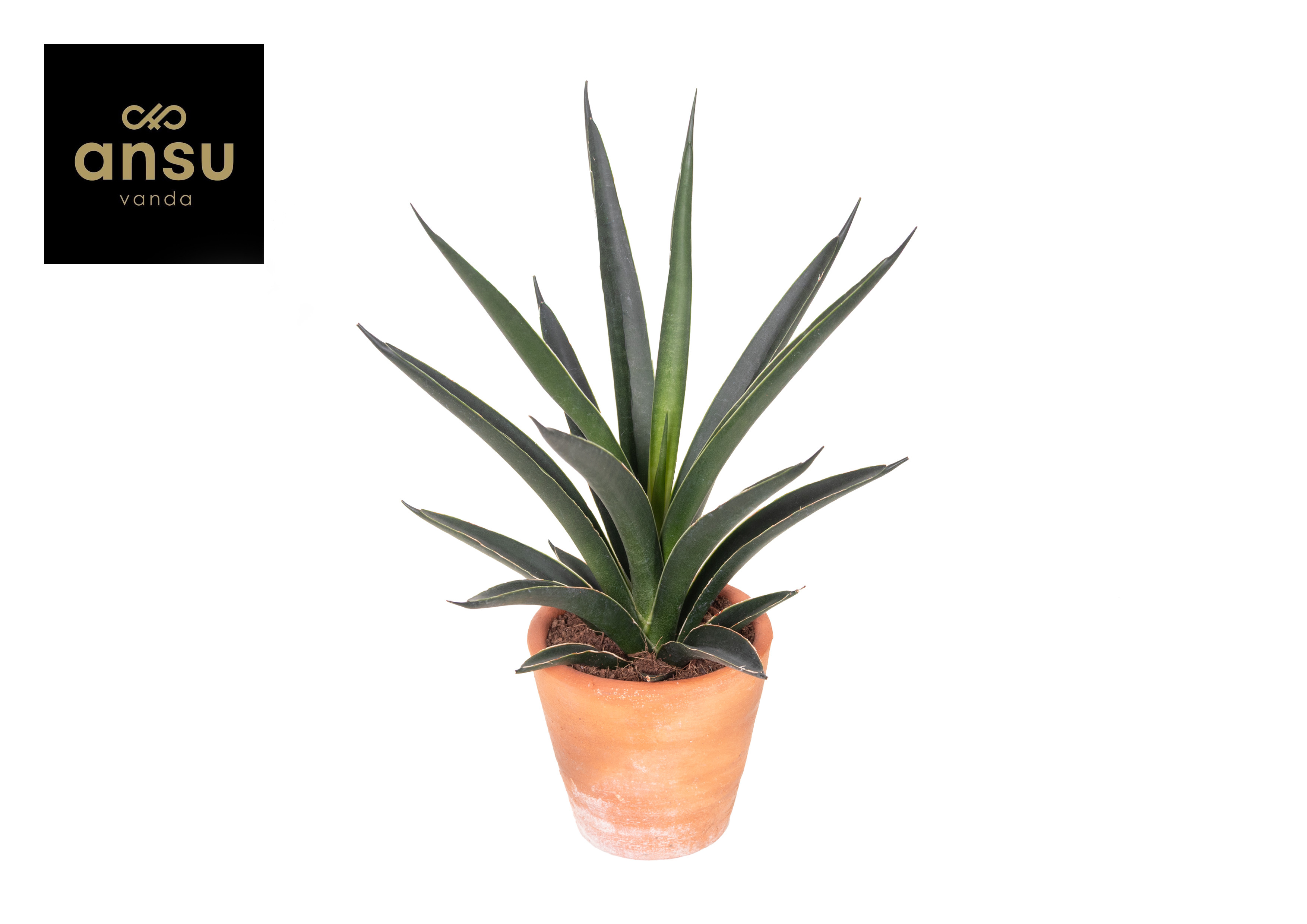Горшечные цветы и растения оптом Sansevieria Comet Amazon Green Terracotta от 14шт (для телеги) из Голландии с доставкой по России