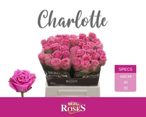 Срезанные цветы оптом Rosa large charlotte от 40шт из Голландии с доставкой по России
