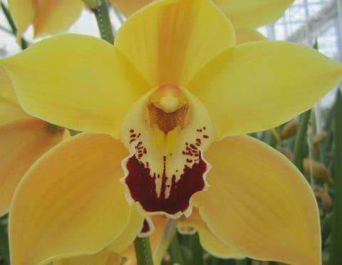 Срезанные цветы оптом Cymbidium yellow cookbridge от 10шт. из Голландии с доставкой по России