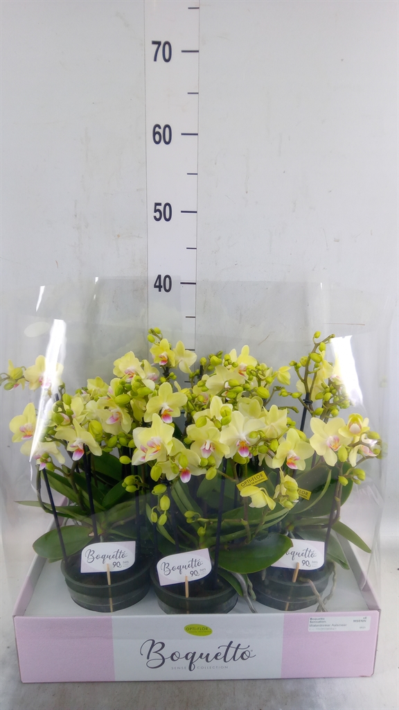 Горшечные цветы и растения оптом Phalaenopsis Multi.   ...yellow от 6шт из Голландии с доставкой по России