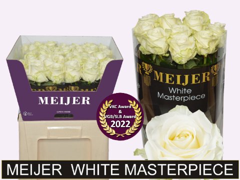 Срезанные цветы оптом Rosa large avalanche+ Meijer White Masterpiece от 40шт. из Голландии с доставкой по России