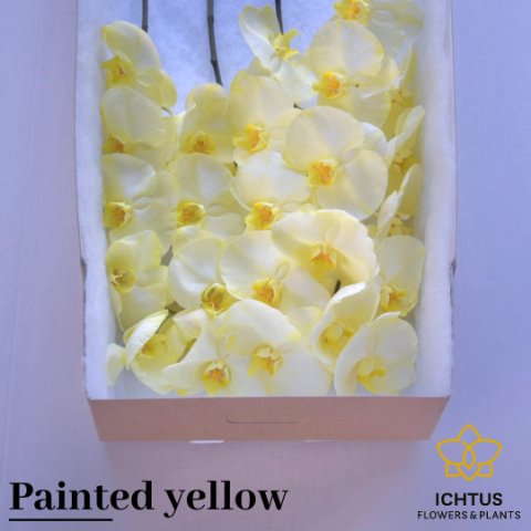 Срезанные цветы оптом Phalaenopsis paint yellow (flower) от 25шт из Голландии с доставкой по России
