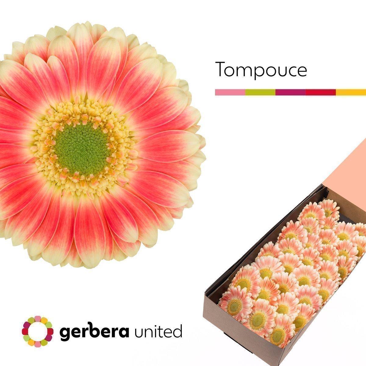 Срезанные цветы оптом Germini tompouce от 60шт из Голландии с доставкой по России