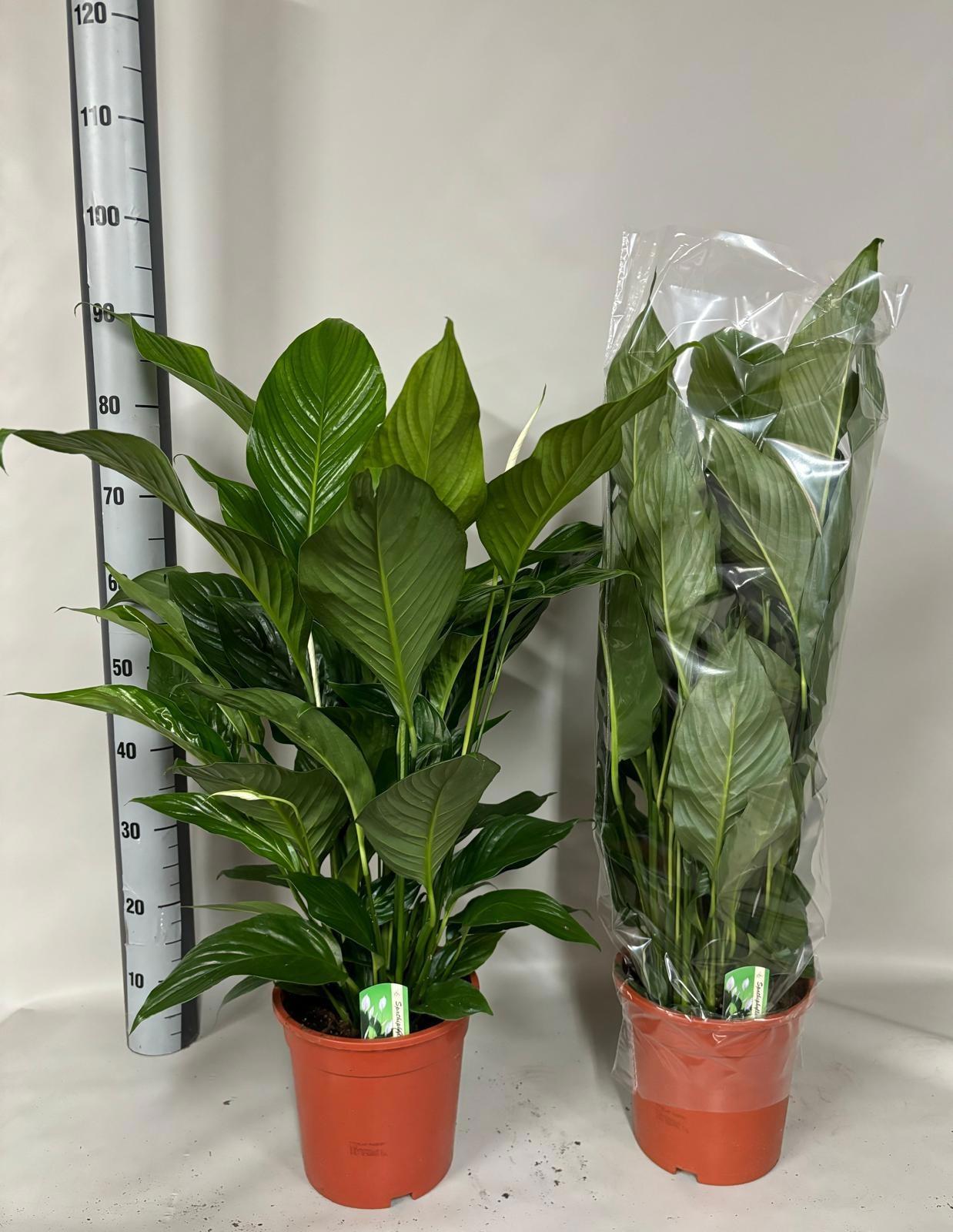 Горшечные цветы и растения оптом Spath Sweet Lauretta от 1шт из Голландии с доставкой по России