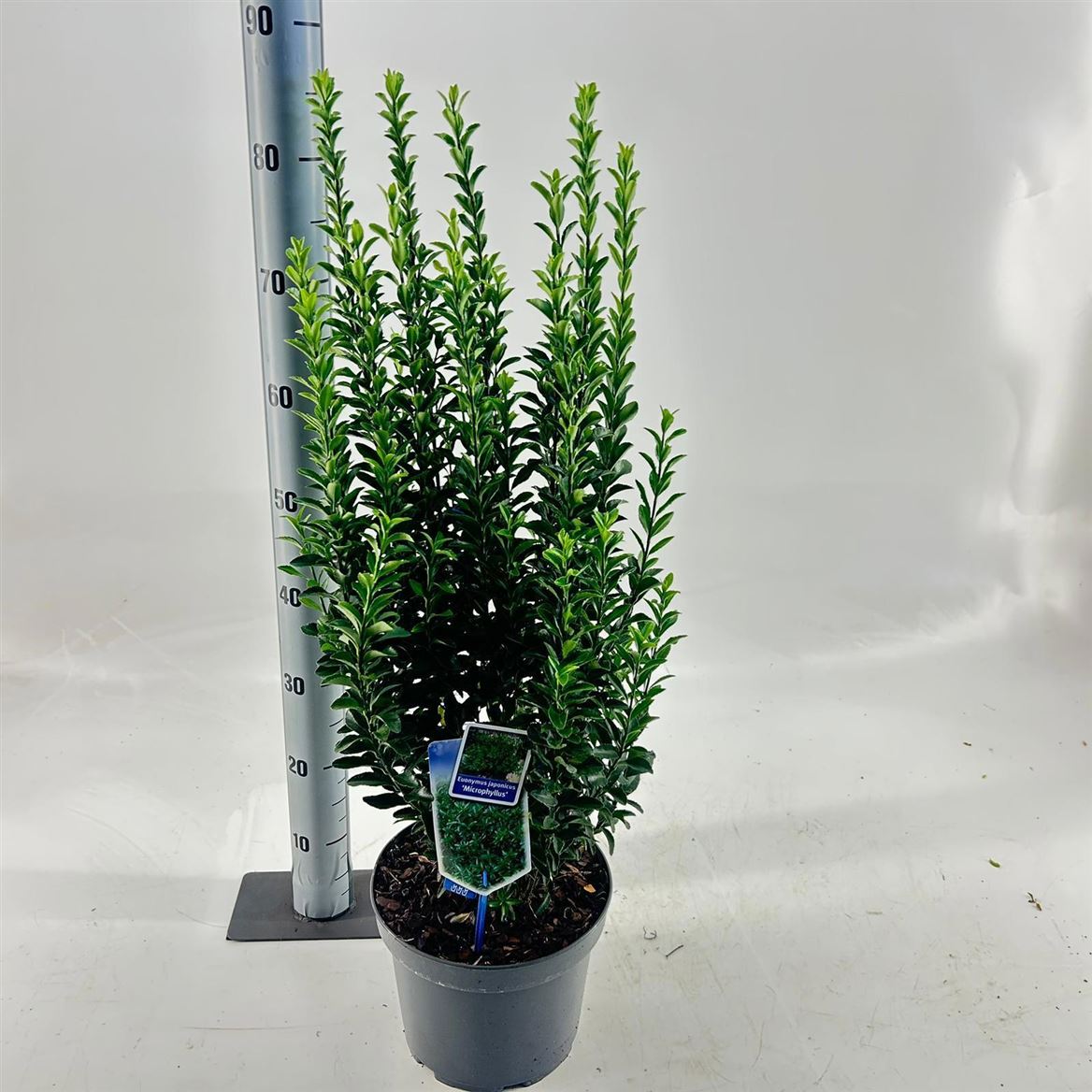 Горшечные цветы и растения оптом Euonymus Jap Microphyllus от 1шт из Голландии с доставкой по России
