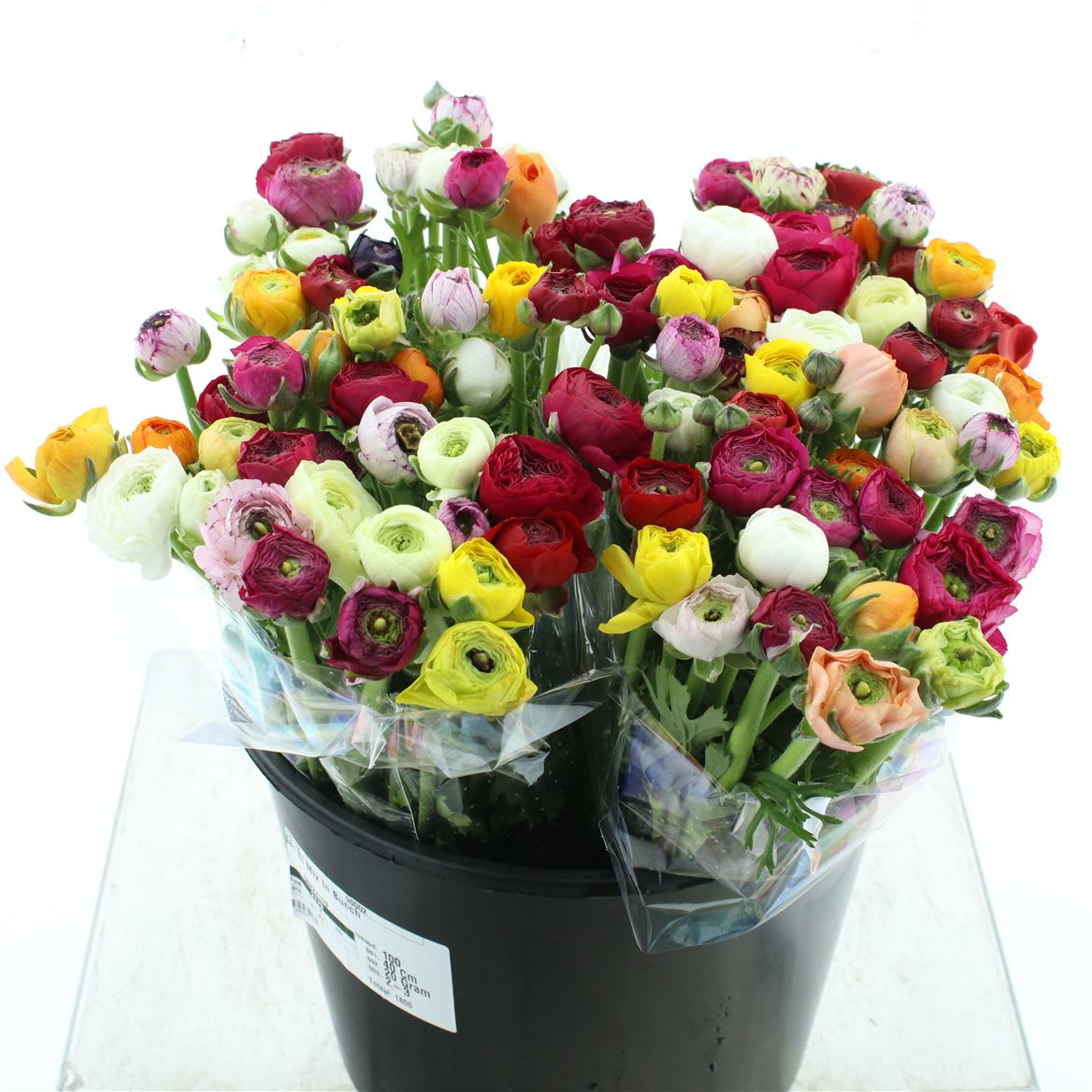 Срезанные цветы оптом Ranunculus rainbow (mixbunch) от 100шт из Голландии с доставкой по России