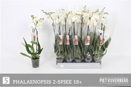 Горшечные цветы и растения оптом Phal Wit 2 Branches 18+ от 10шт из Голландии с доставкой по России