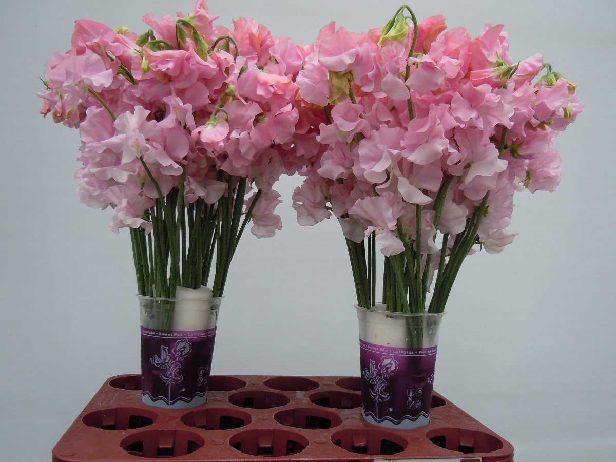 Срезанные цветы оптом Lathyrus od pink light от 50шт. из Голландии с доставкой по России