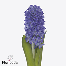 Срезанные цветы оптом Hyacinthus blue future от 50шт из Голландии с доставкой по России